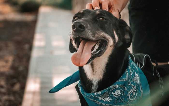 Plano de saúde pet: O que é e como escolher?