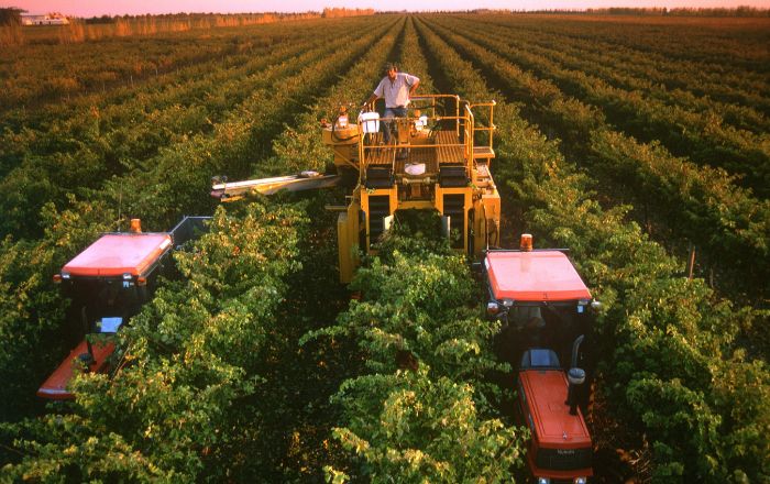 O que é e como funciona o Plano Safra do Governo Federal?