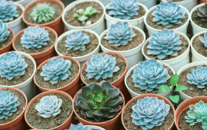 Suculentas lembrancinhas de casamento para convidados mobills