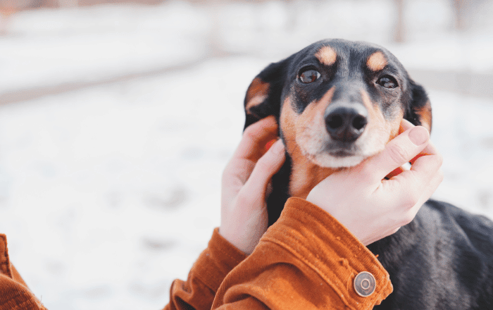 Quanto custa ter um cachorro? Descubra agora!