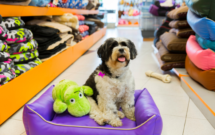 Cachorro de raça Poodle com um brinquedo e uma loja de pet shop ao fundo, promovendo produtos para pets.
